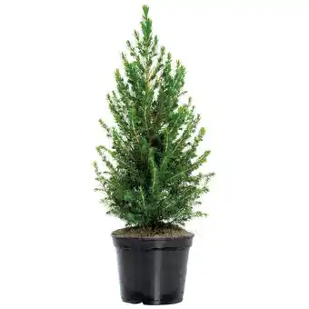 Hellweg Zuckerhutfichte 70-80 cm 303100 HELLWEG Angebot