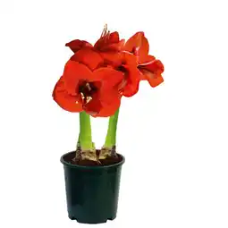 Hellweg Amaryllis 844541 HELLWEG Angebot