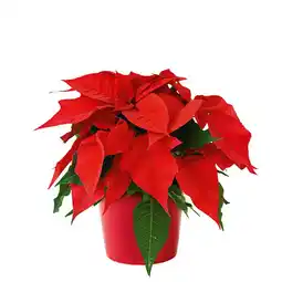 Hellweg Weihnachtsstern 493690 HELLWEG Angebot