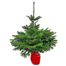 Hellweg Nordmanntanne 110-130 cm 133459 HELLWEG Angebot