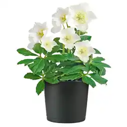 Hellweg Christrose „Christmas Carol“ 370999 HELLWEG Angebot