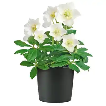 Hellweg Christrose „Christmas Carol“ 370999 HELLWEG Angebot