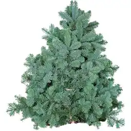 Hellweg Tannenzweige Blaue Edeltanne 307640 HELLWEG Angebot