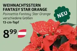 Bellaflora Weihnachtsstern fantasy star orange Angebot