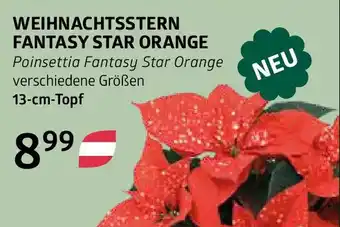 Weihnachtsstern fantasy star orange