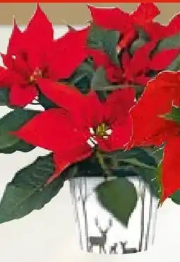 Hellweg Weihnachtsstern Angebot