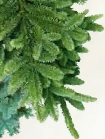 Hellweg Nordmanntanne Angebot