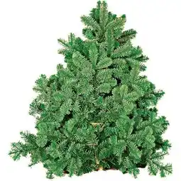 Hellweg Plantiflor Tannenzweige Nordmanntanne Handbund Angebot