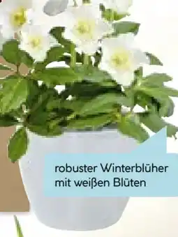 Hellweg Christrose Christmas Carol Angebot