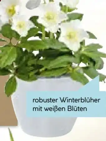 Hellweg Christrose Christmas Carol Angebot