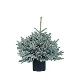 Hellweg Weihnachtsbaum Angebot
