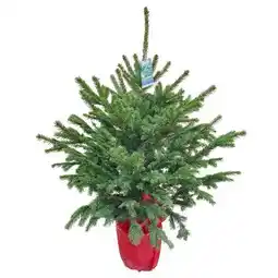 Hellweg Getopfter Weihnachtsbaum Angebot