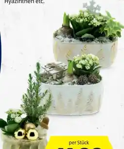 Hofer Weihnachtliches Arrangement Angebot