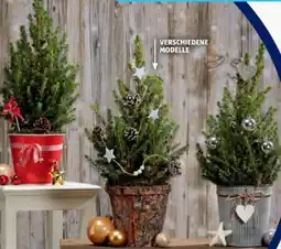 Hofer Weihnachtsbäumchen Angebot