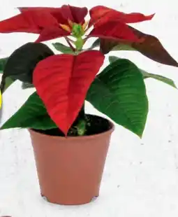 Hofer Weihnachtsstern Angebot