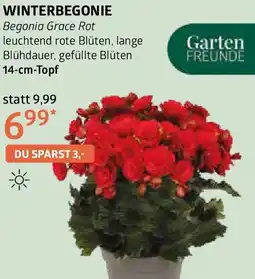 Bellaflora Winterbegonie Angebot