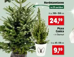 Thomas Philipps Nordmanntanne Angebot