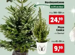 Thomas Philipps Nordmanntanne Angebot