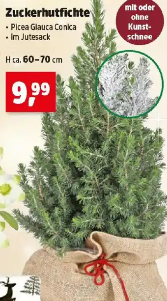 Thomas Philipps Zuckerhutfichte Angebot