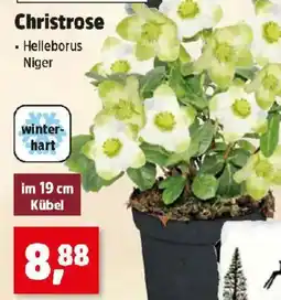 Thomas Philipps Christrose Angebot