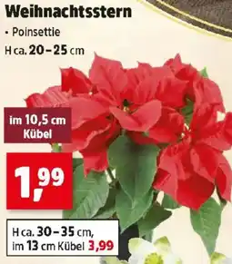 Thomas Philipps Weihnachtsstern Angebot
