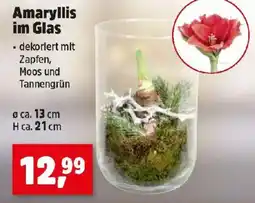 Thomas Philipps Amaryllis im Glas Angebot