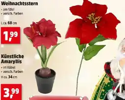 Thomas Philipps Weihnachtsstern Angebot