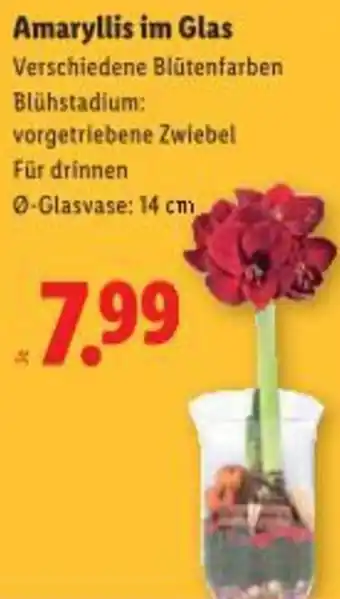 Lidl Amaryllis im Glas Angebot