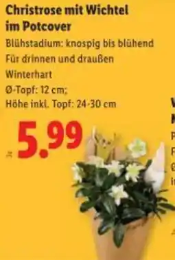 Lidl Christrose mit Wichtel im Potcover Angebot