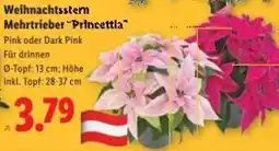 Lidl Weihnachtsstern Mehrtrieber Princettla Angebot