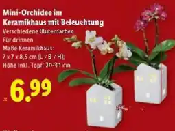 Lidl Mini-Orchidee im Keramikhaus mit Beleuchtung Angebot