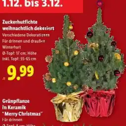 Lidl Zuckerhutfichte weihnachtlich dekariert Angebot