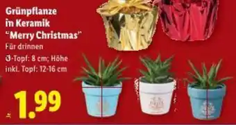 Lidl Grünpflanze in Keramik Merry Christmas Angebot