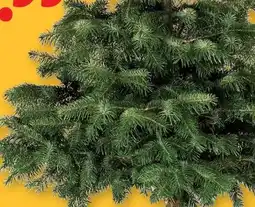 Lidl Nordmanntanne Angebot