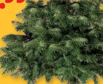 Lidl Nordmanntanne Angebot