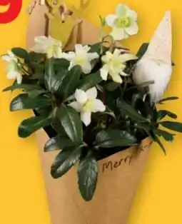 Lidl Christrose mit Wichtel Angebot