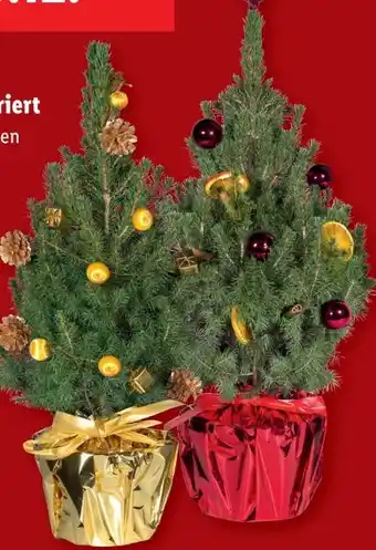 Lidl Weihnachtlich Dekorierte Zuckerhutfichte Angebot