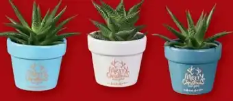 Lidl Grünpflanze Merry Christmas Angebot