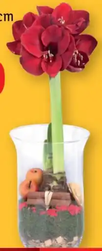 Lidl Amaryllis Angebot