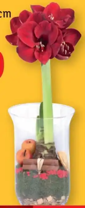 Lidl Amaryllis Angebot