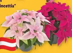 Lidl Weihnachtsstern Mehrtrieber Princettia Angebot