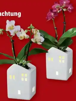 Lidl Mini-Orchidee im Keramikhaus Angebot