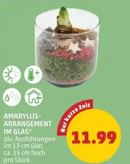 PENNY Arrangement im glas Angebot
