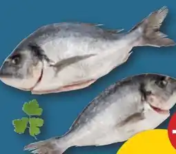 PENNY Goldbrasse Angebot