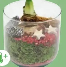 PENNY Amaryllis-Arrangement Angebot