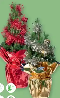 PENNY Weihnachtsbäumchen Geschmückt Angebot