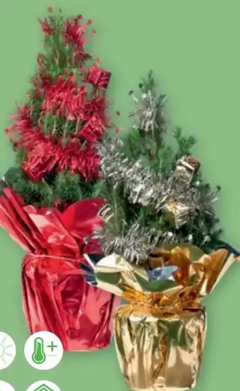 PENNY Weihnachtsbäumchen Geschmückt Angebot