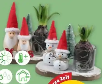 PENNY Weihnachtsarrangement Angebot