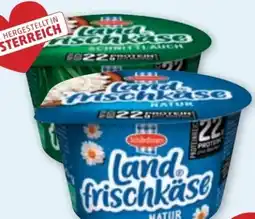 PENNY Schärdinger Landfrischkäse Angebot