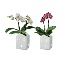 Lidl Mini-Orchidee im Keramikhaus mit Beleuchtung Verschiedene Blütenfarben Lidl Angebot